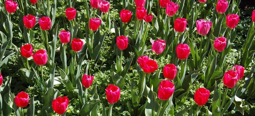 Floral Wall Decor Collection | Wallhogs