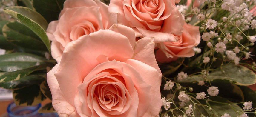 Barbara Clark Wall Decal Collection | Wallhogs