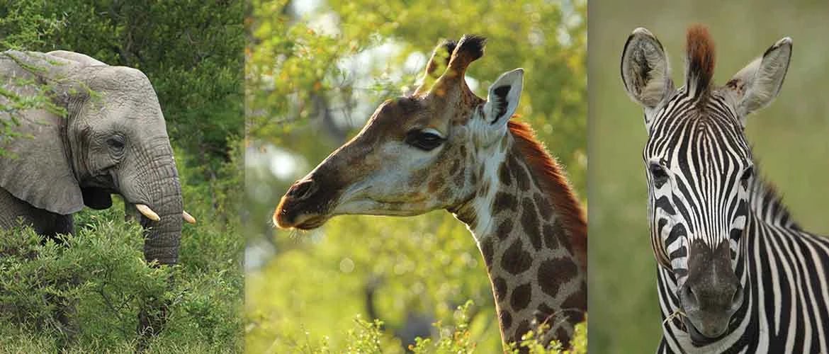 Africa Canvas Print Collection | Wallhogs