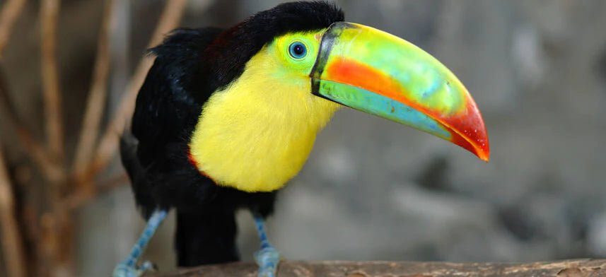 Animal Canvas Print Collection | Wallhogs