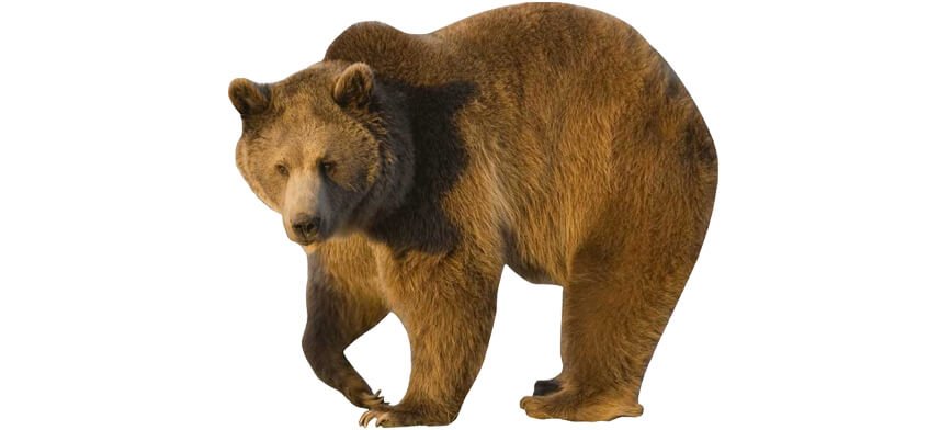 Bear Wall Decor Collection | Wallhogs