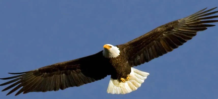 Bird Gloss Poster Collection | Wallhogs