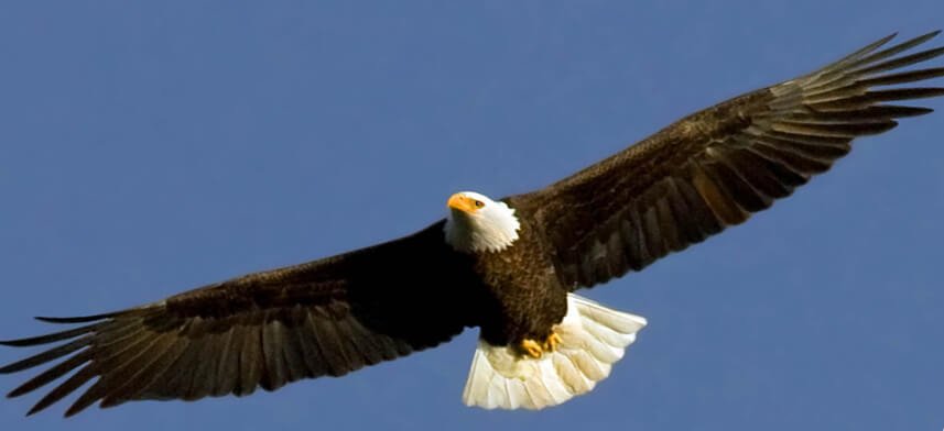 Bird Wall Decor Collection | Wallhogs