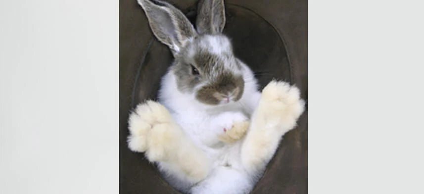 Bunny Wall Decal Collection | Wallhogs