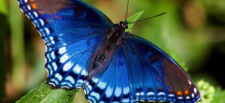 Blue Speckled Butterfly Sticker