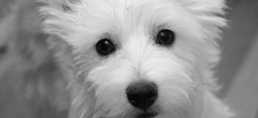 Dog Wall Decal Collection | Wallhogs