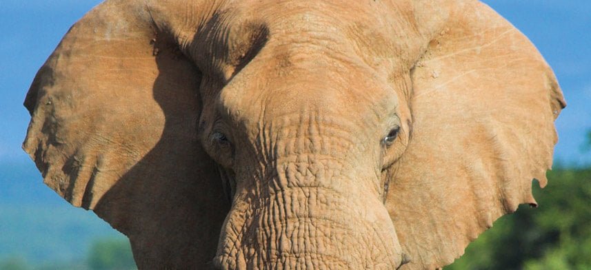 Elephant Wall Decor Collection | Wallhogs