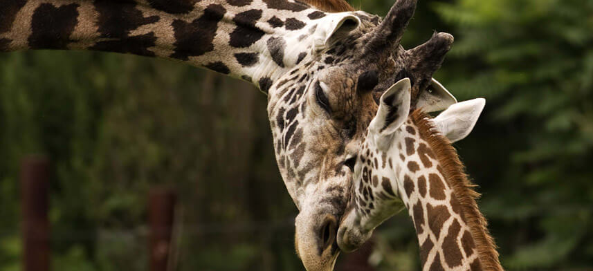 Giraffe Gloss Poster Collection | Wallhogs