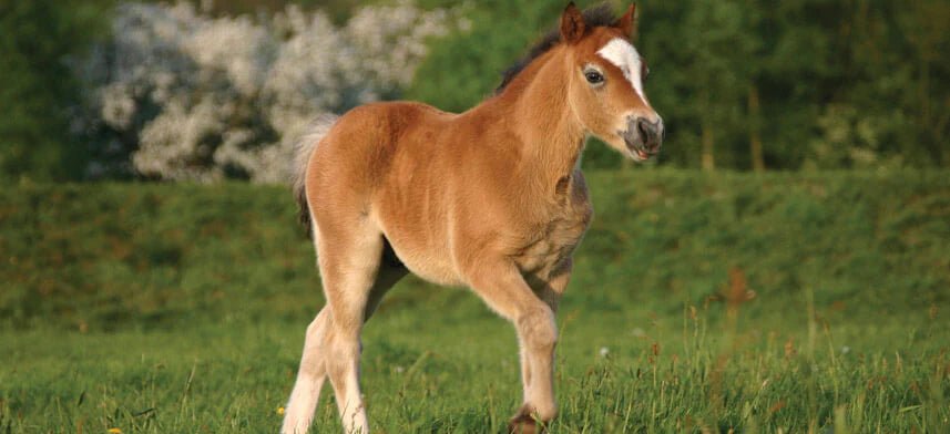 Horse Gloss Poster Collection | Wallhogs