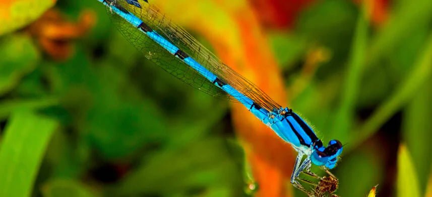 Insect Canvas Print Collection | Wallhogs