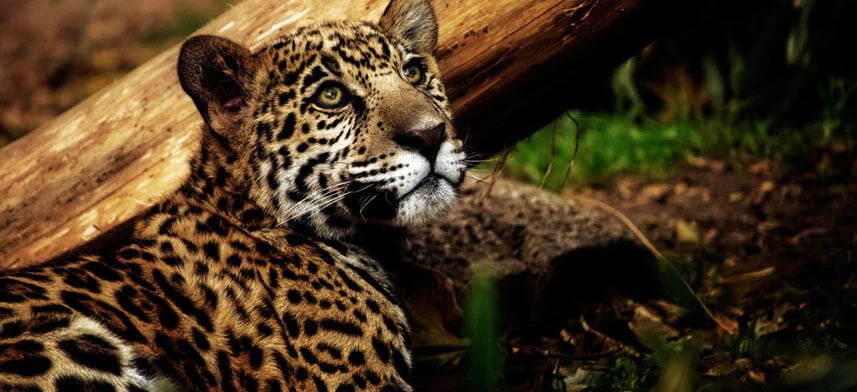 Wallhogs Jungle Cat Wall Decal Collection