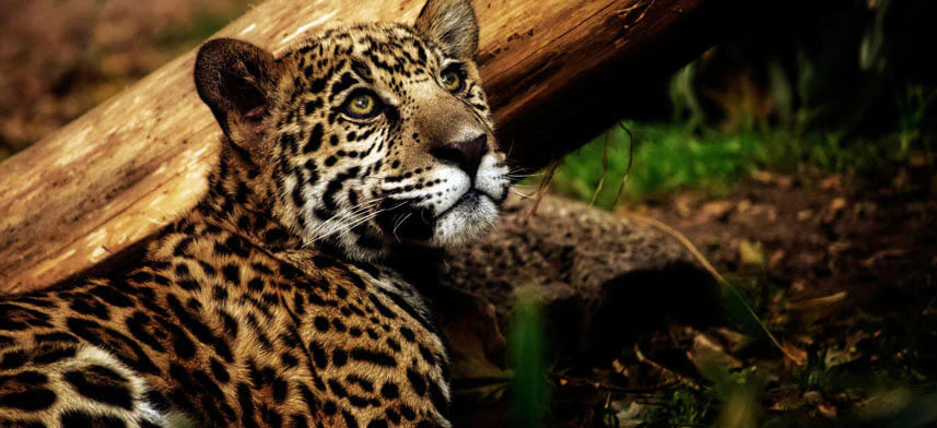 Wallhogs Jungle Cat Gloss Poster Collection