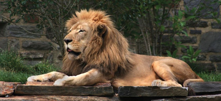 Wallhogs Lion Wall Decal Collection