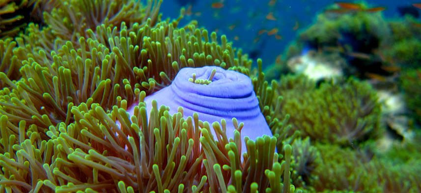 Sea Life Canvas Print Collection | Wallhogs