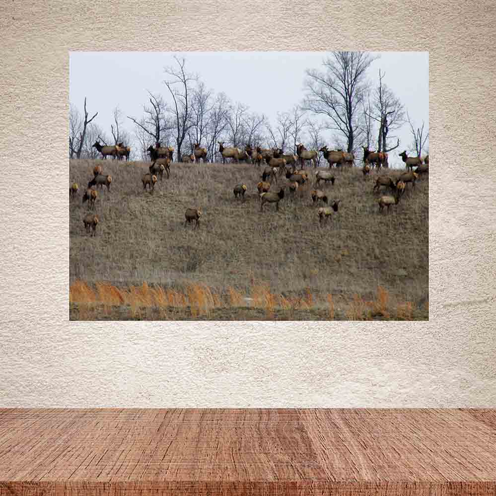 24 inch Elk Herd Poster Installed on Wall