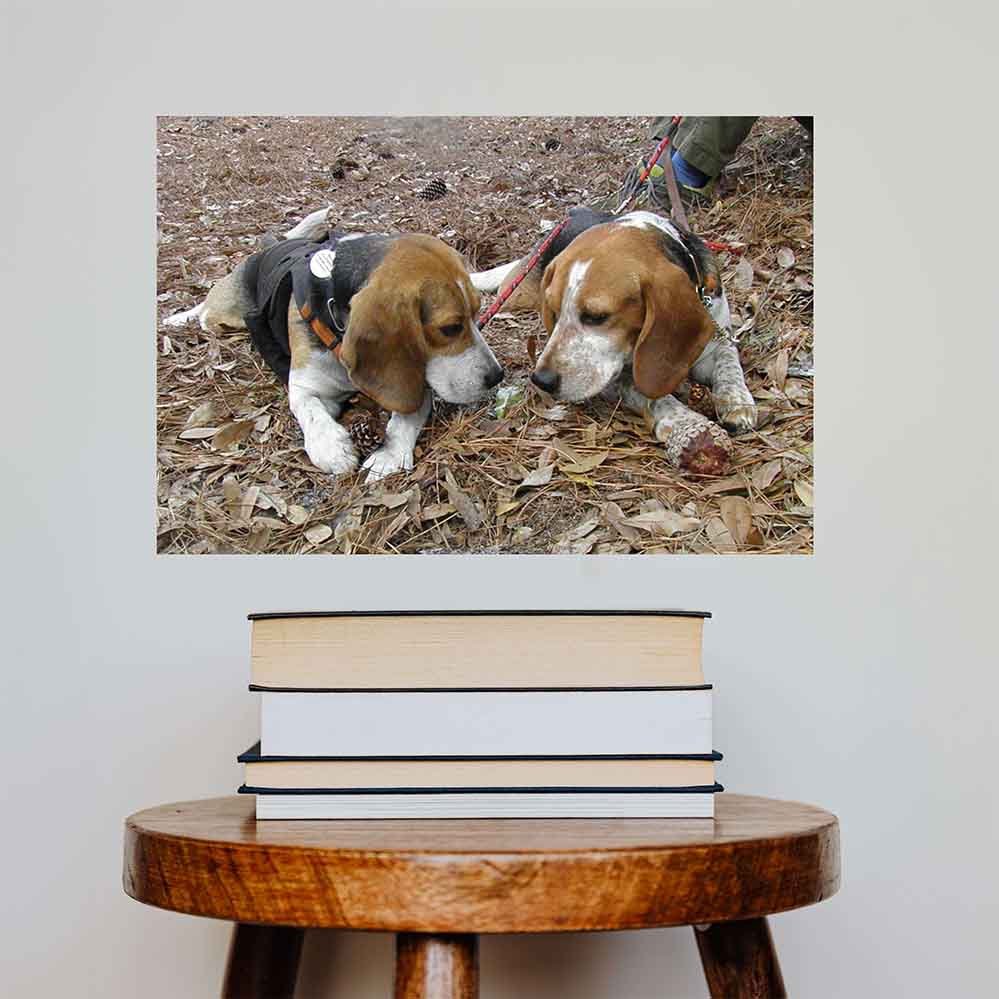 24 inch Twins Wall Decal Installed Above Stool