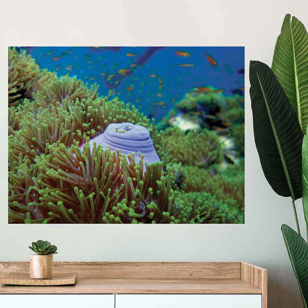 24 inch Suba Snack Sea bed Poster Displayed Above Counter