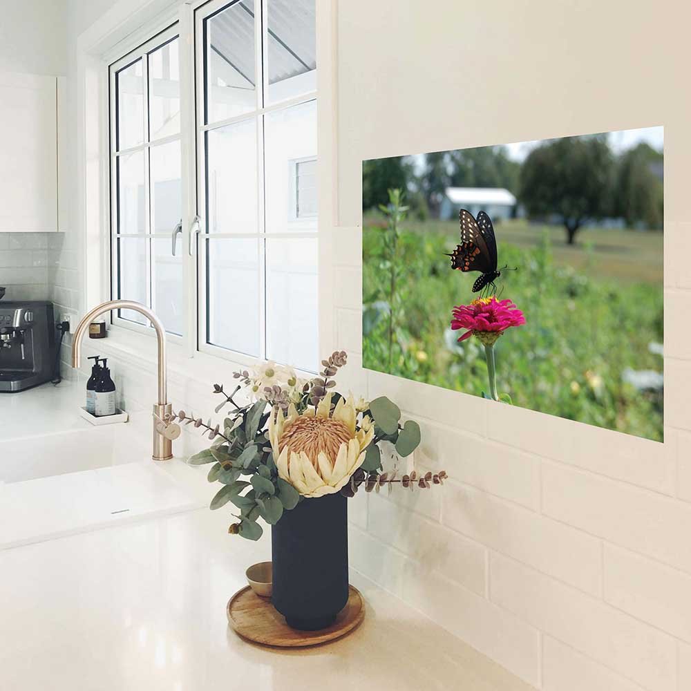 24 inch Butterfly Wall Decal Installed in Kitchen