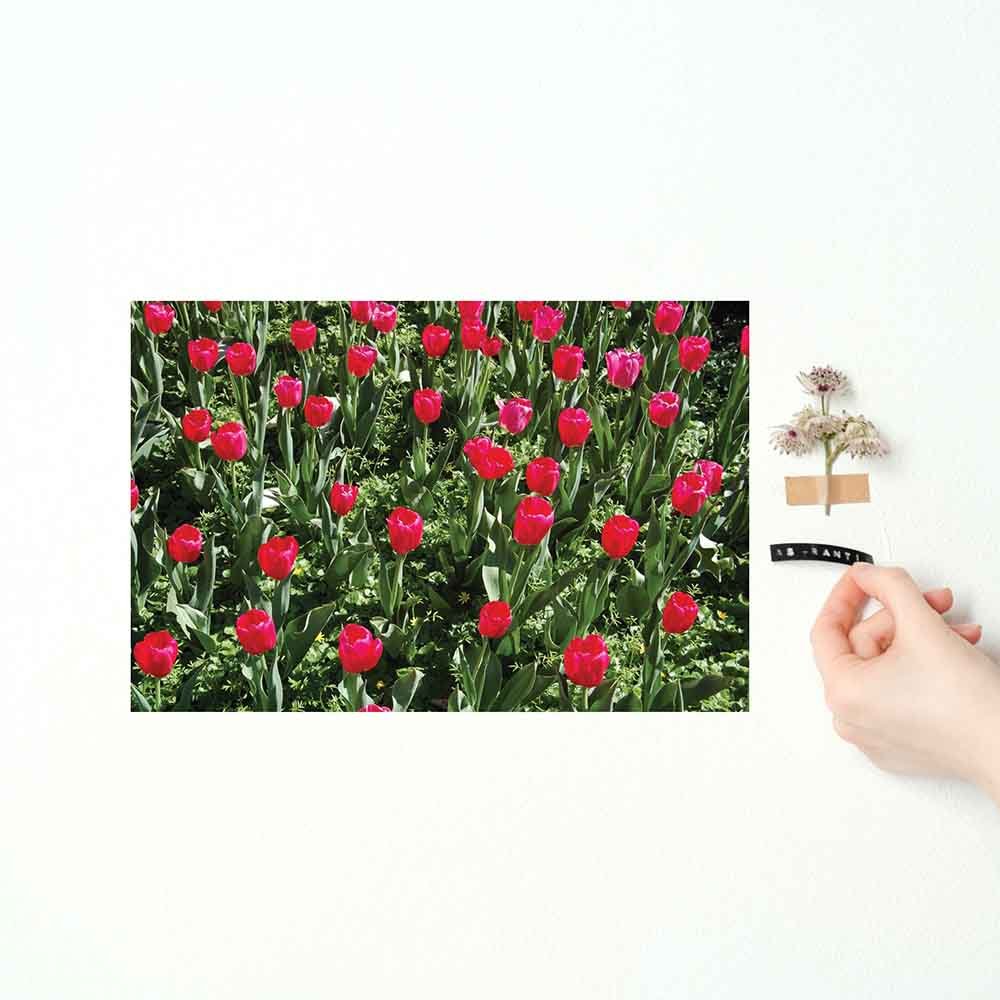 16x24 inch Flowers Poster Displayed on Wall