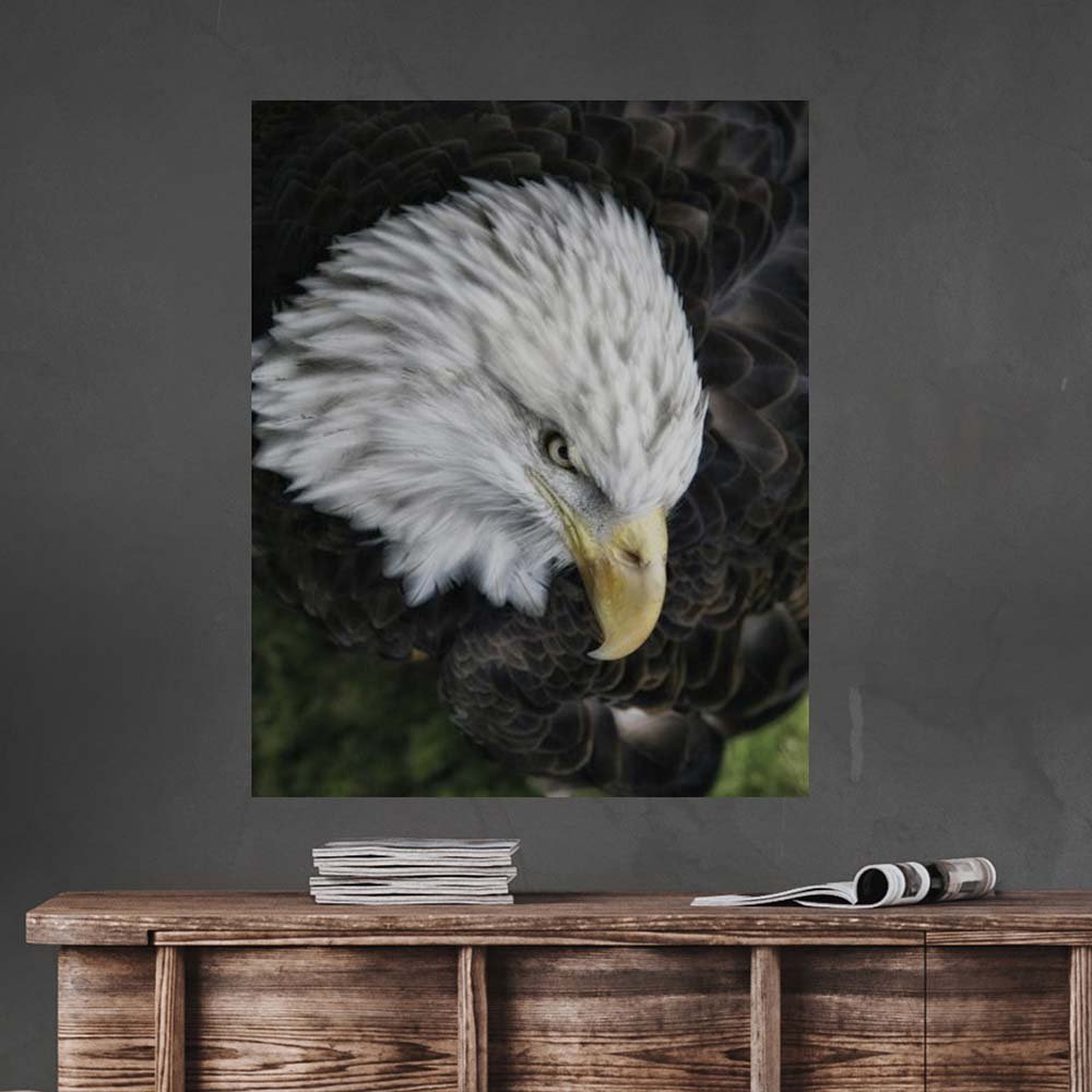 19x24 Bald Eagle Poster Displayed Above Cabinet