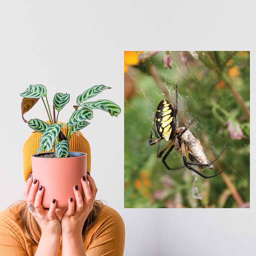 19x24 inch Feeding Time Decal Installed on Wall