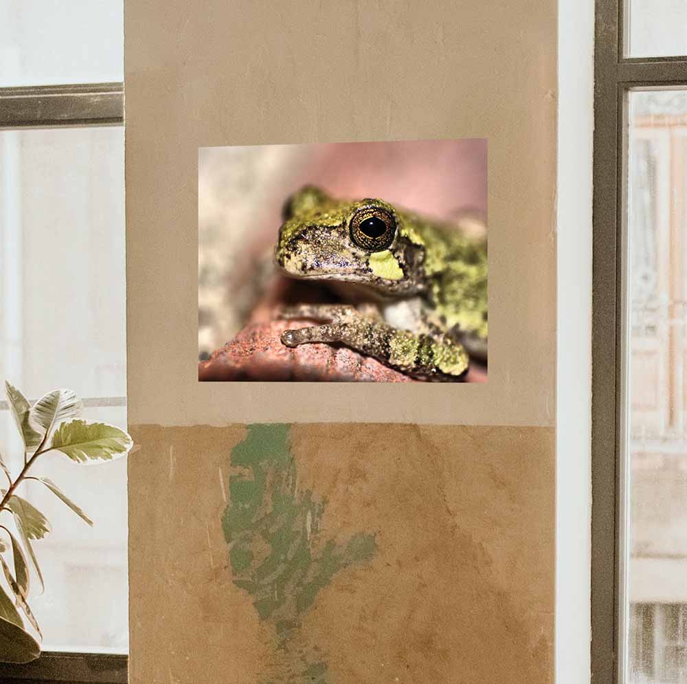 19x24 inch Frog Portrait Poster Displayed Between Windows