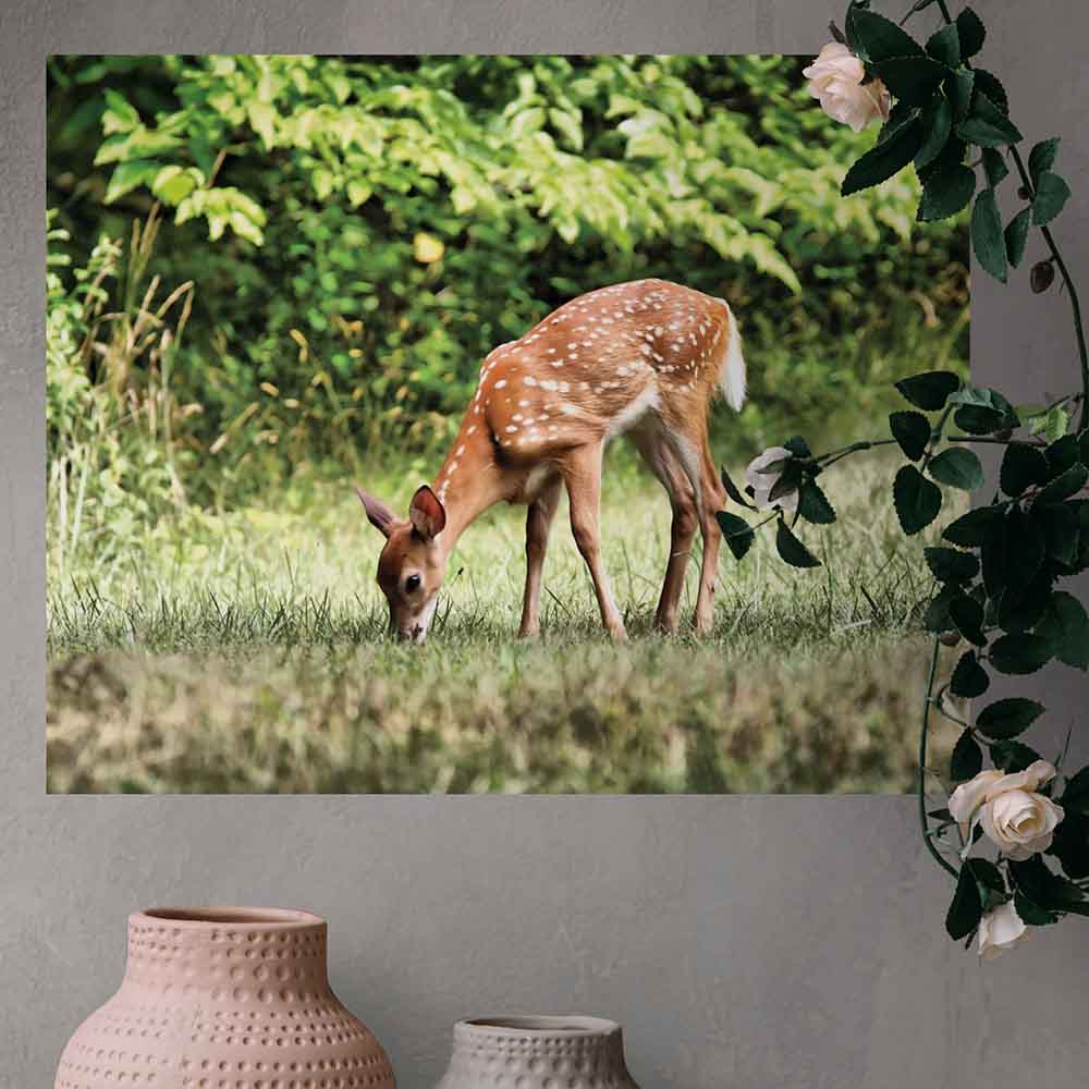 19x24 inch Grazing Fawn Poster Displayed on Wall