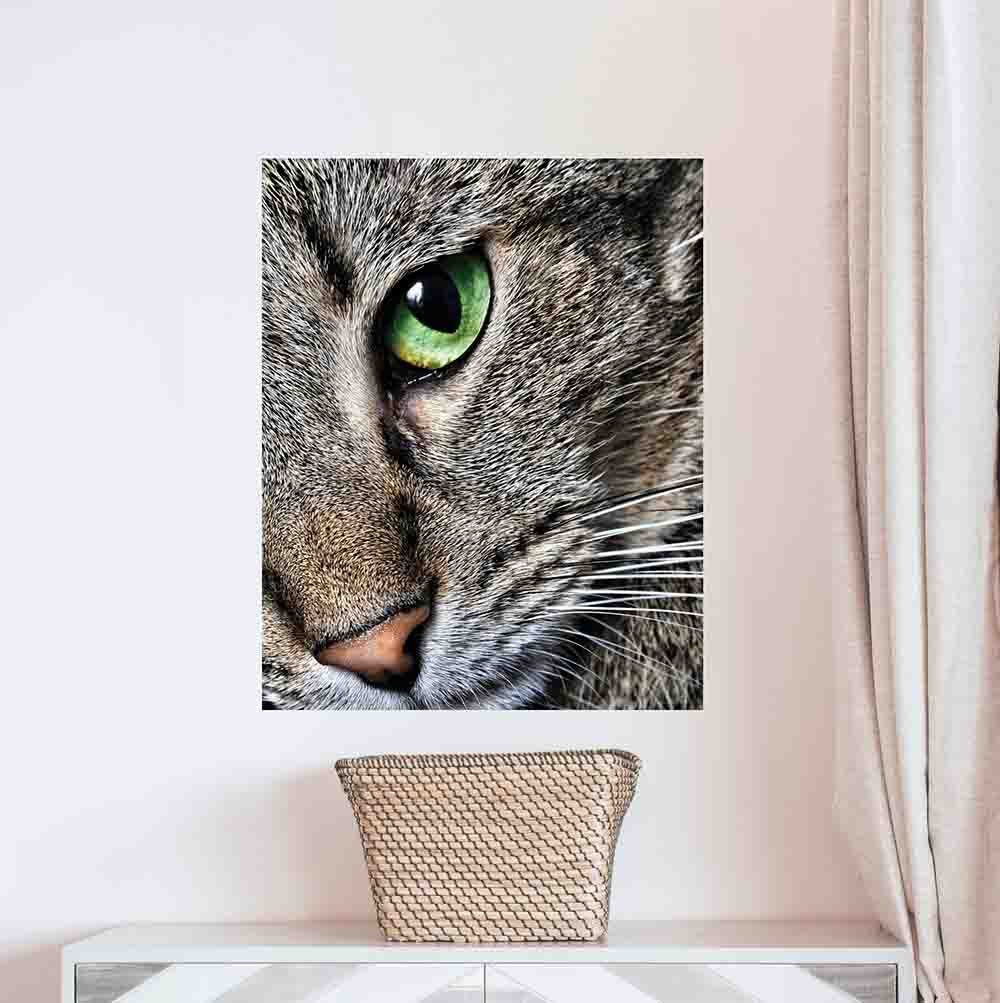 19x24 Max Close  Up Cat Poster Displayed on Wall