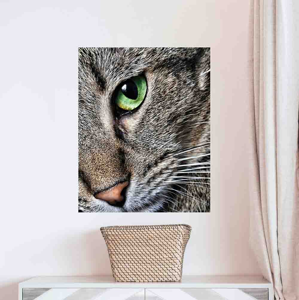 19x24 inch Max Close Up Cat Decal Installed Above Basket