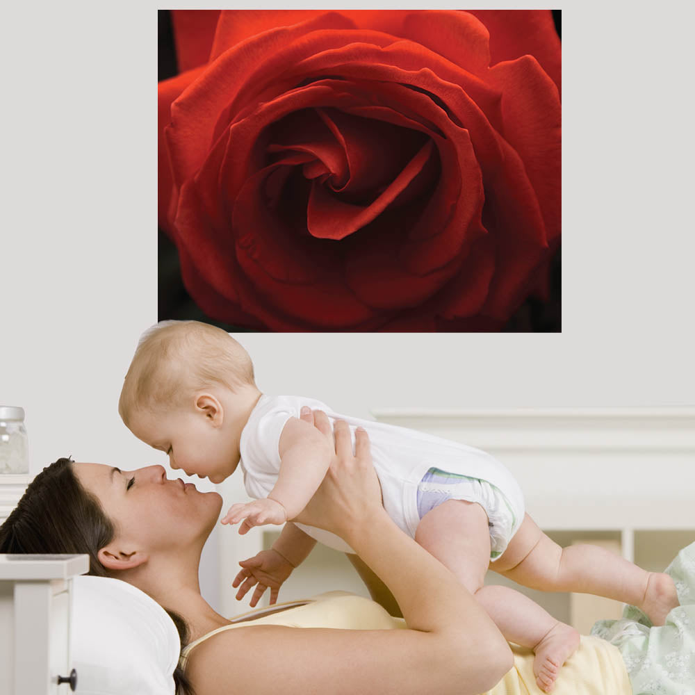 19x24 Rose Poster Displayed in Nursery