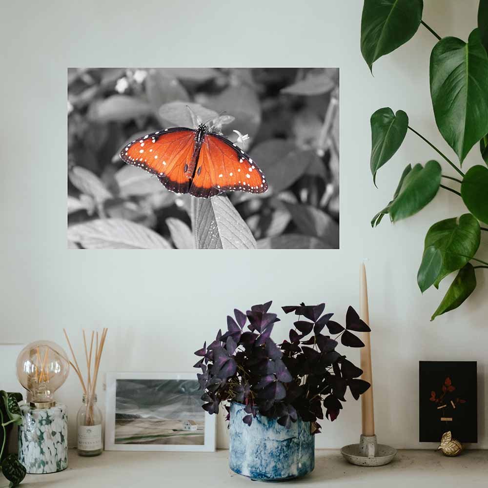 16x24 inch Butterfly Poster Displayed on Wall