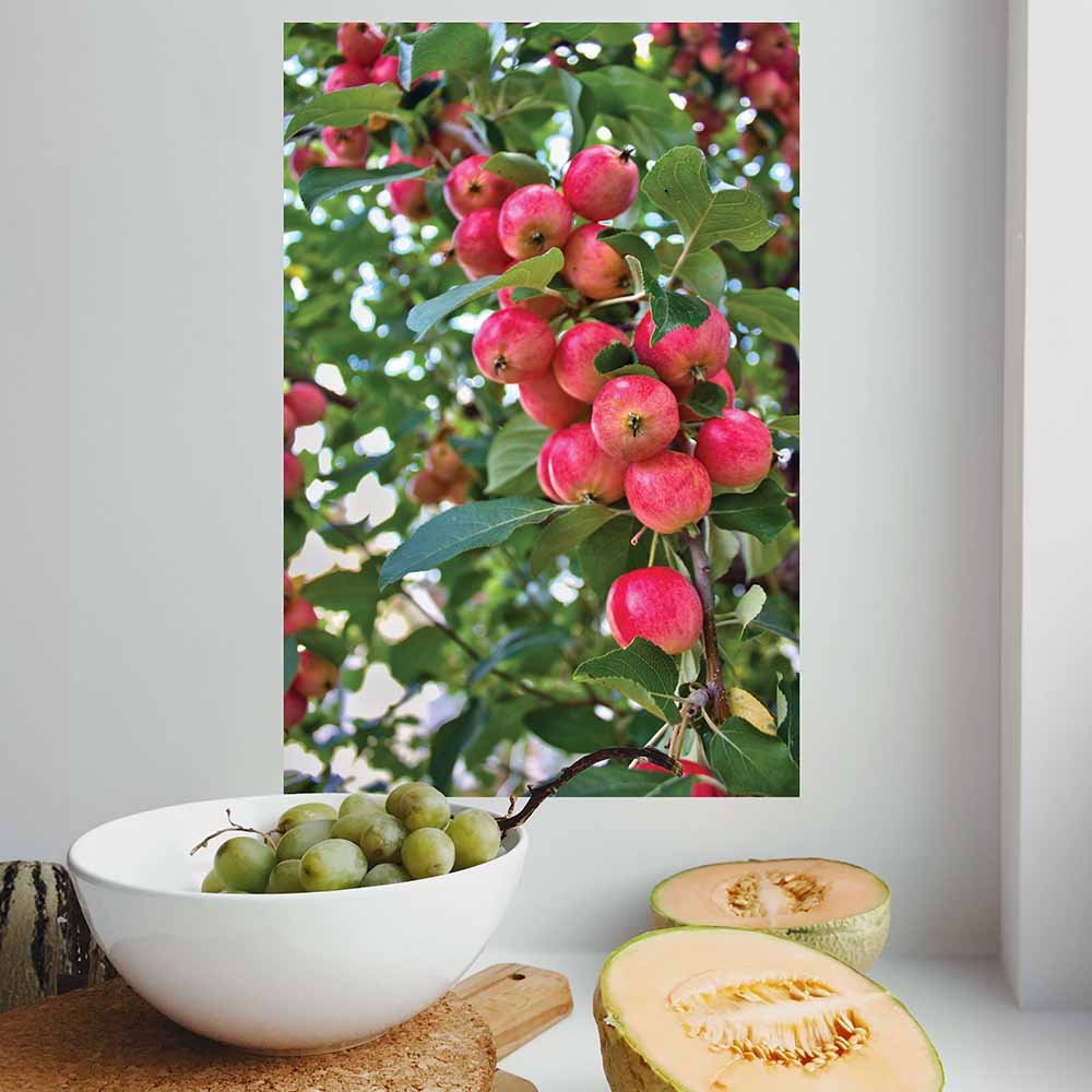 16x24 inch Crab Apples Decal Installed in Kitchen