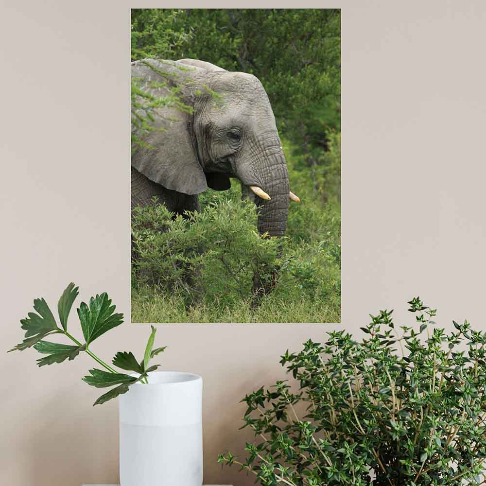 16x24 inch Elephant Decal Installed Above Plants