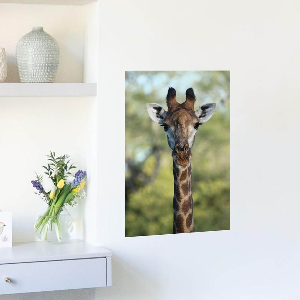 16x24 inch Giraffe Decal Installed on Wall