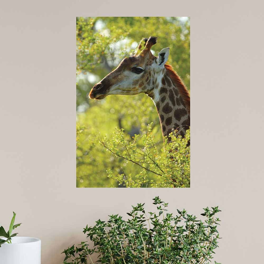 16x24 inch Giraffe Profile Poster Displayed Above Greenery
