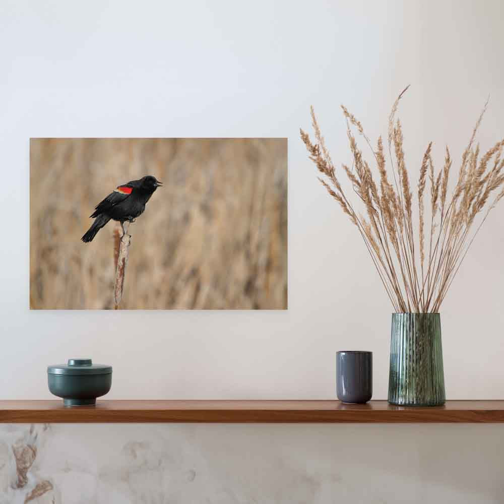 24 inch Red Winged Blackbird Decal Installed Above Counter