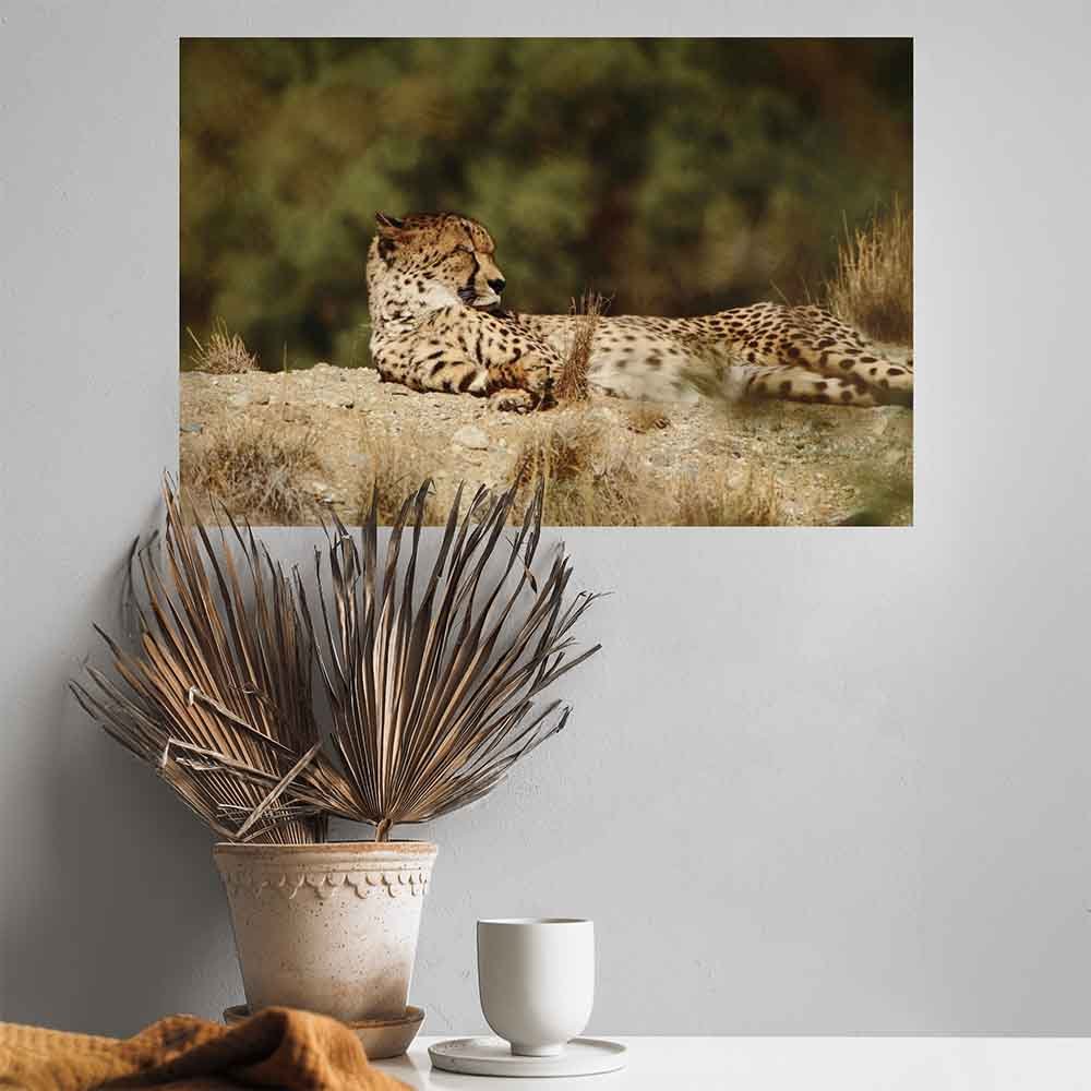 16x24 inch Relaxed Cheetah Poster Displayed Above Plant