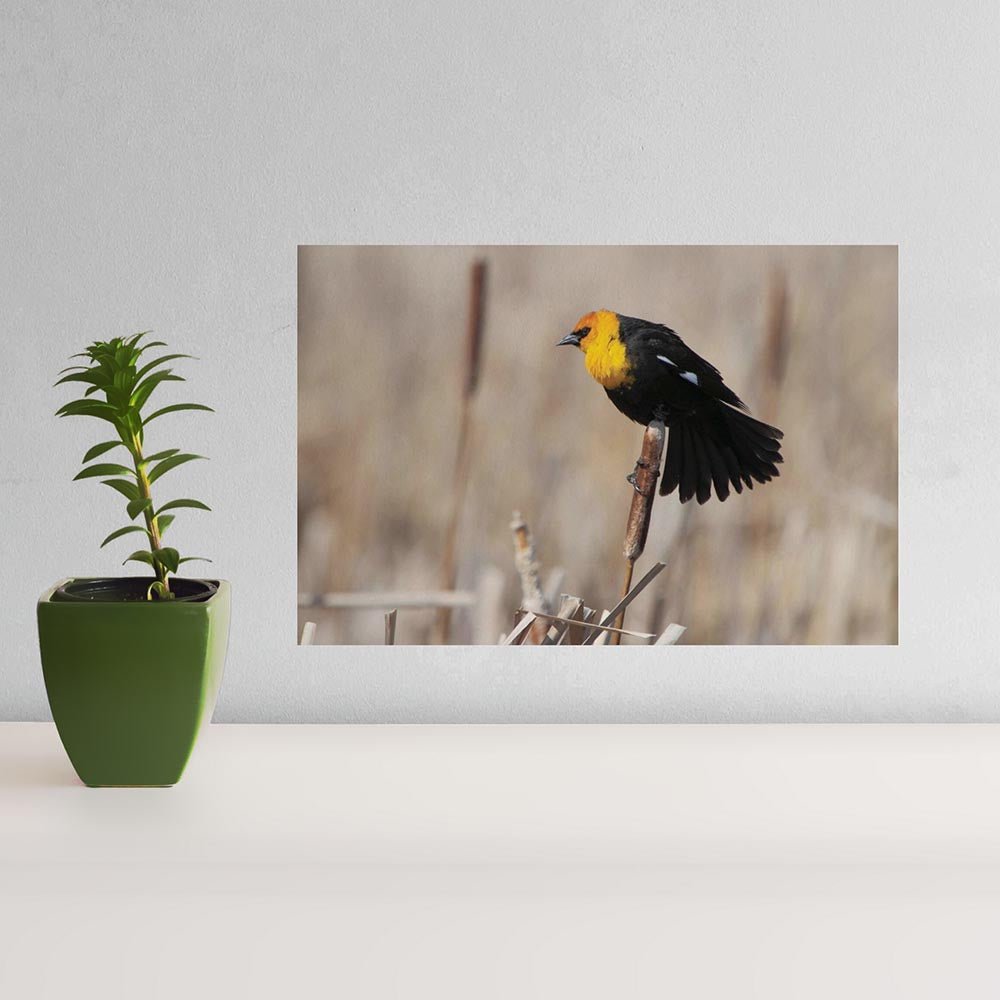 16x24 inch Yellow Headed Blackbird Poster Displayed Above Counter