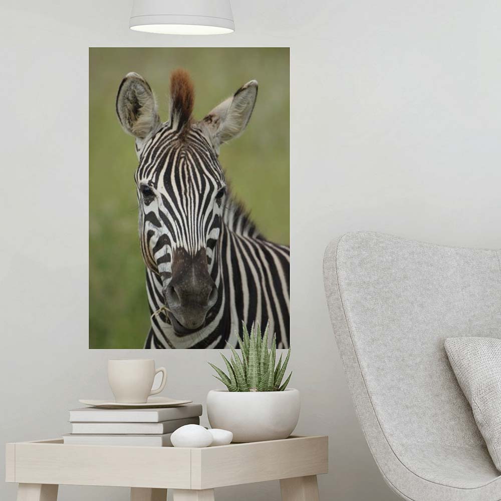 16x24 inch Zebra Portrait Poster Displayed Above End Table