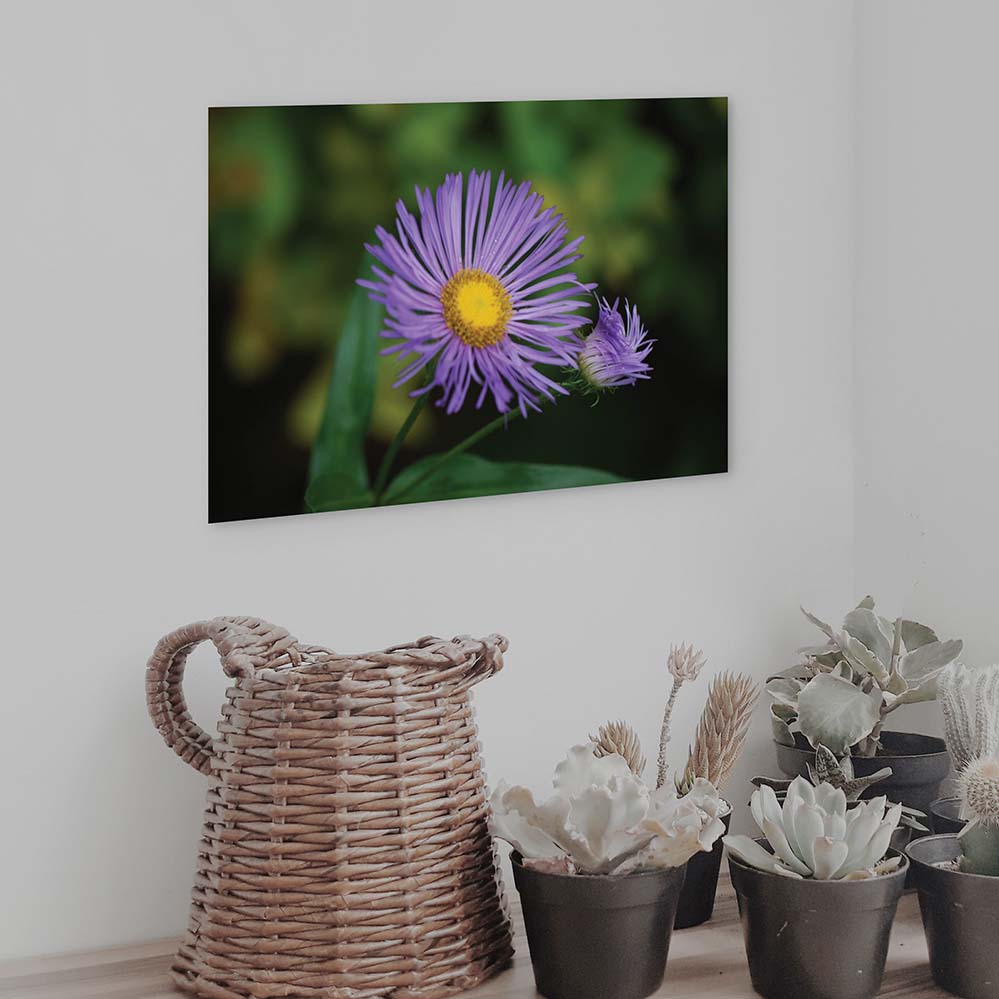 16x24 inch Purple Daisey Poster Displayed Above Plants