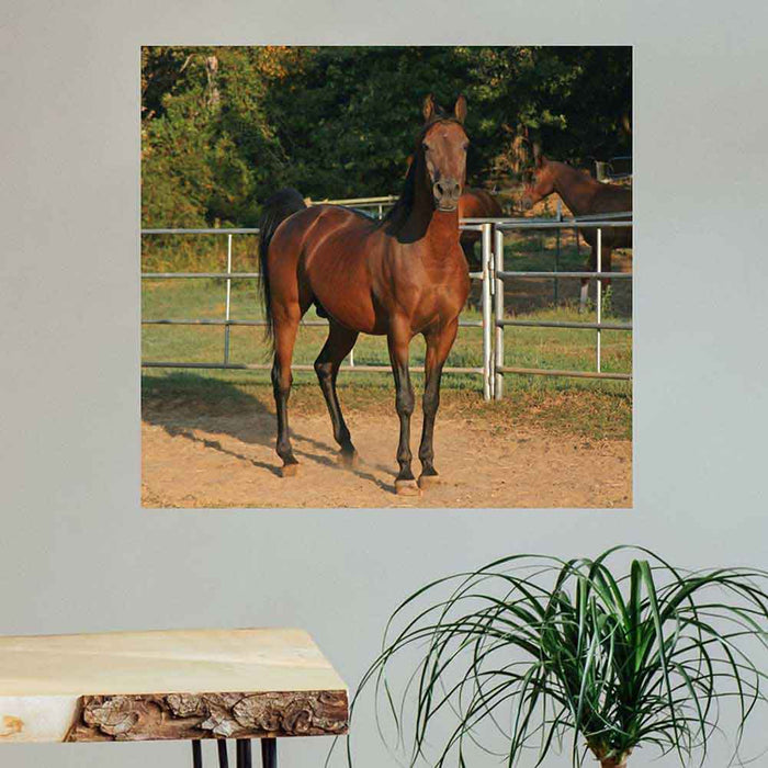 24 inch Corralled Horse Gloss Poster Installed on Wall