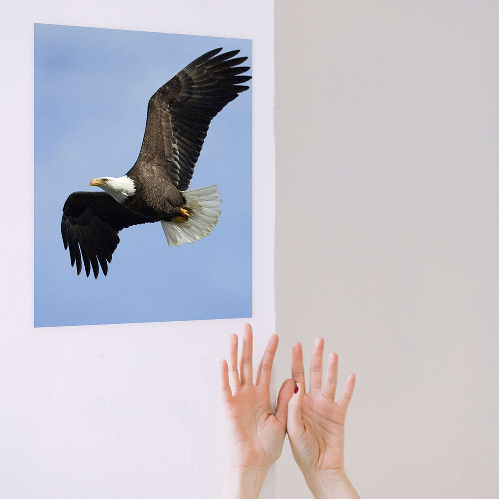 24 inch Soaring Eagle Poster Displayed on Wall