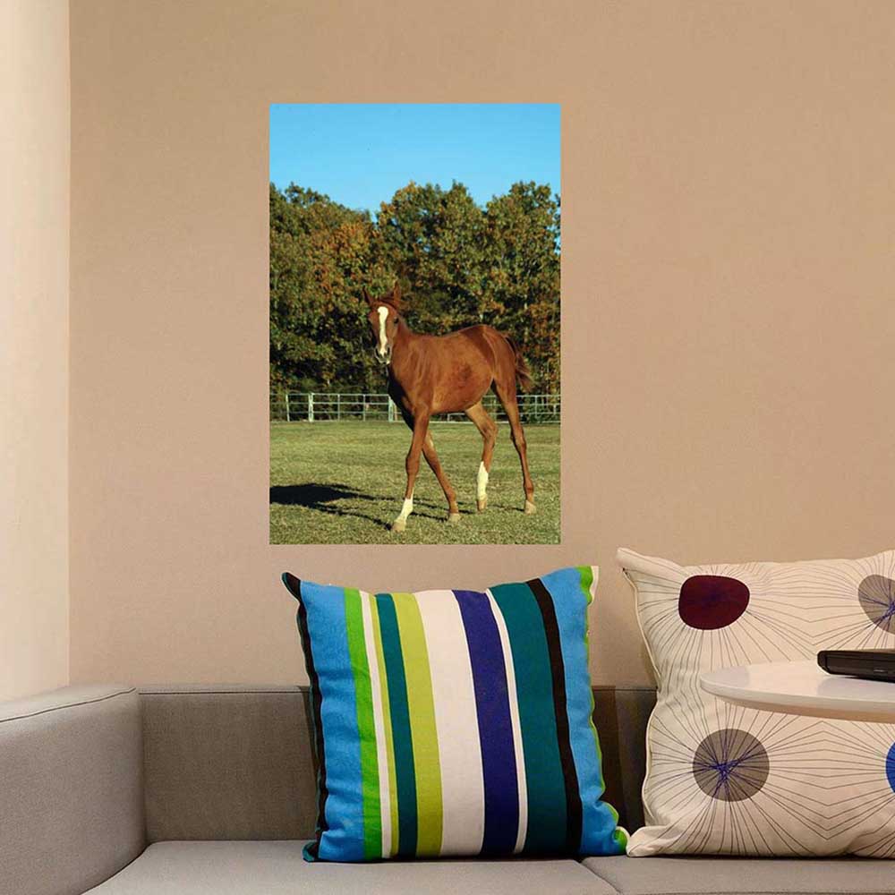 24 inch Horse Portrait Wall Decal Installed Above Couch