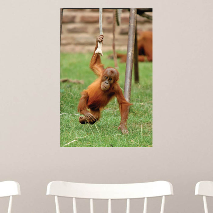 24 inch Just Hangin Around Monkey Poster Displayed on Wall