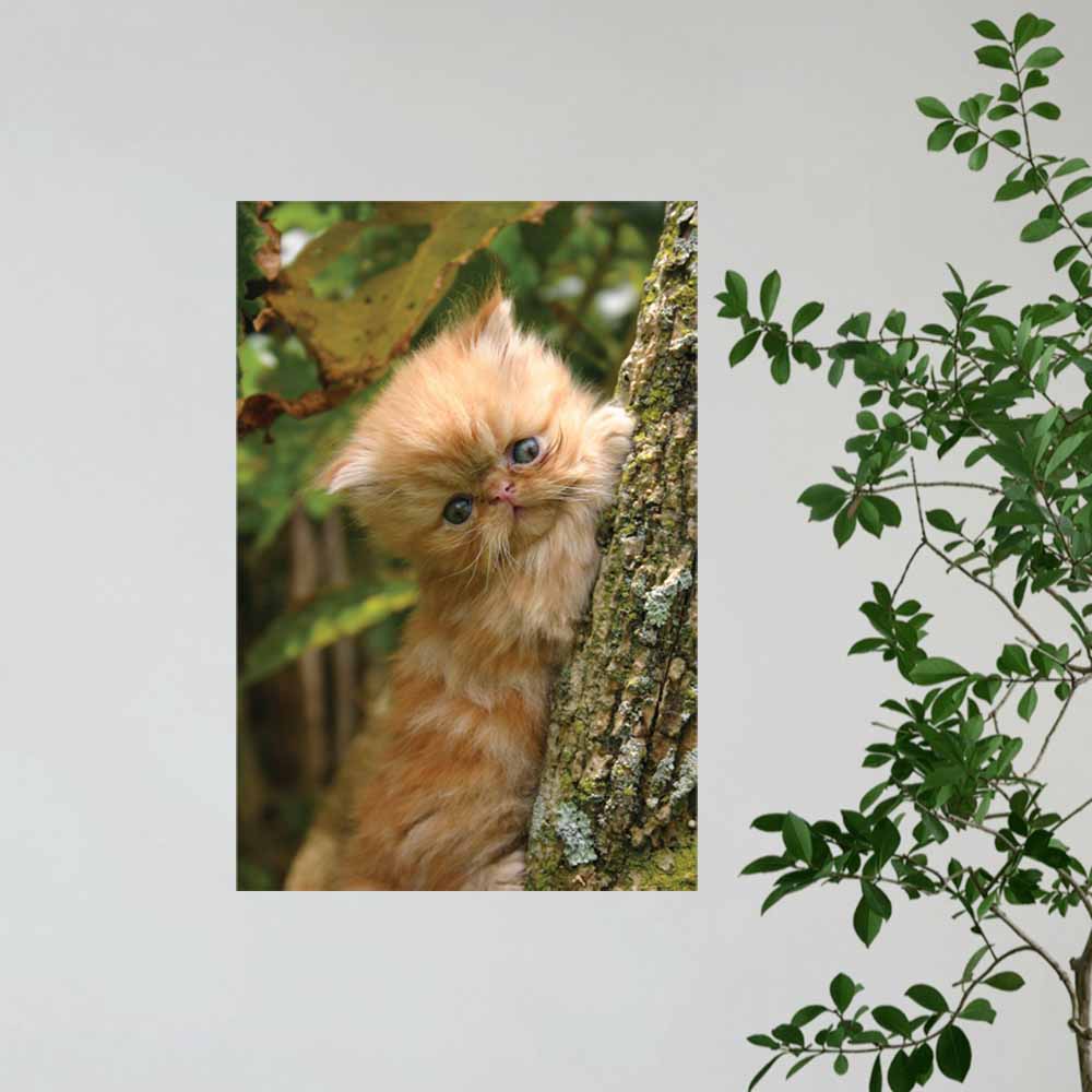 24 inch Baby Kitten in Tree Gloss Poster Installed on Wall