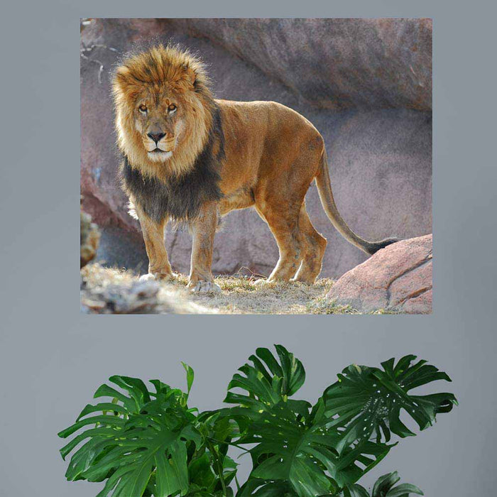 24 inch King of Jungle Wall Decal Installed Above Plant