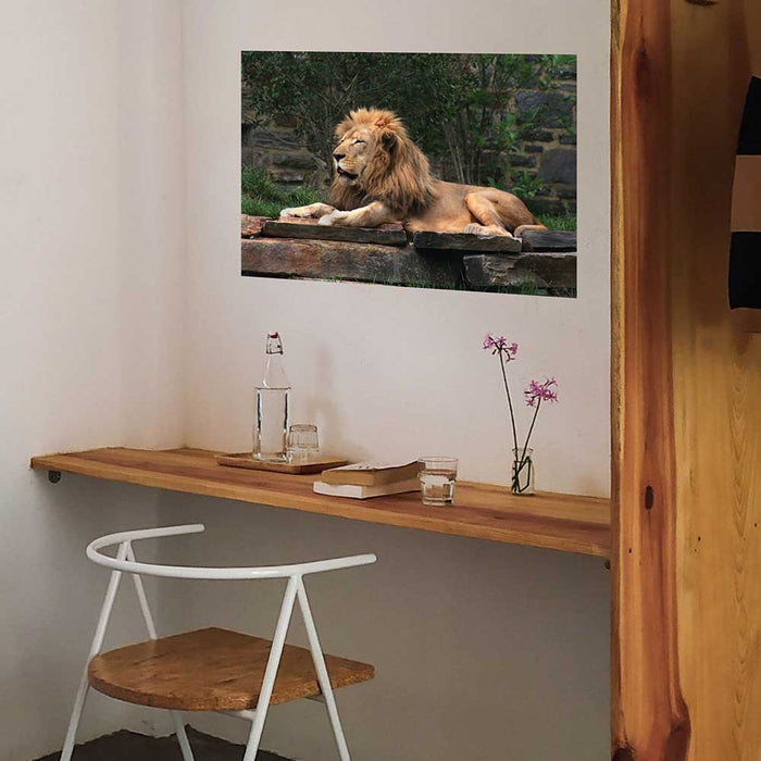 24 inch Lion Resting Gloss Poster Installed Above Desk