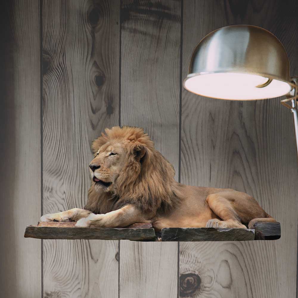 24 inch Lion Resting Wall Decal Installed on Wall