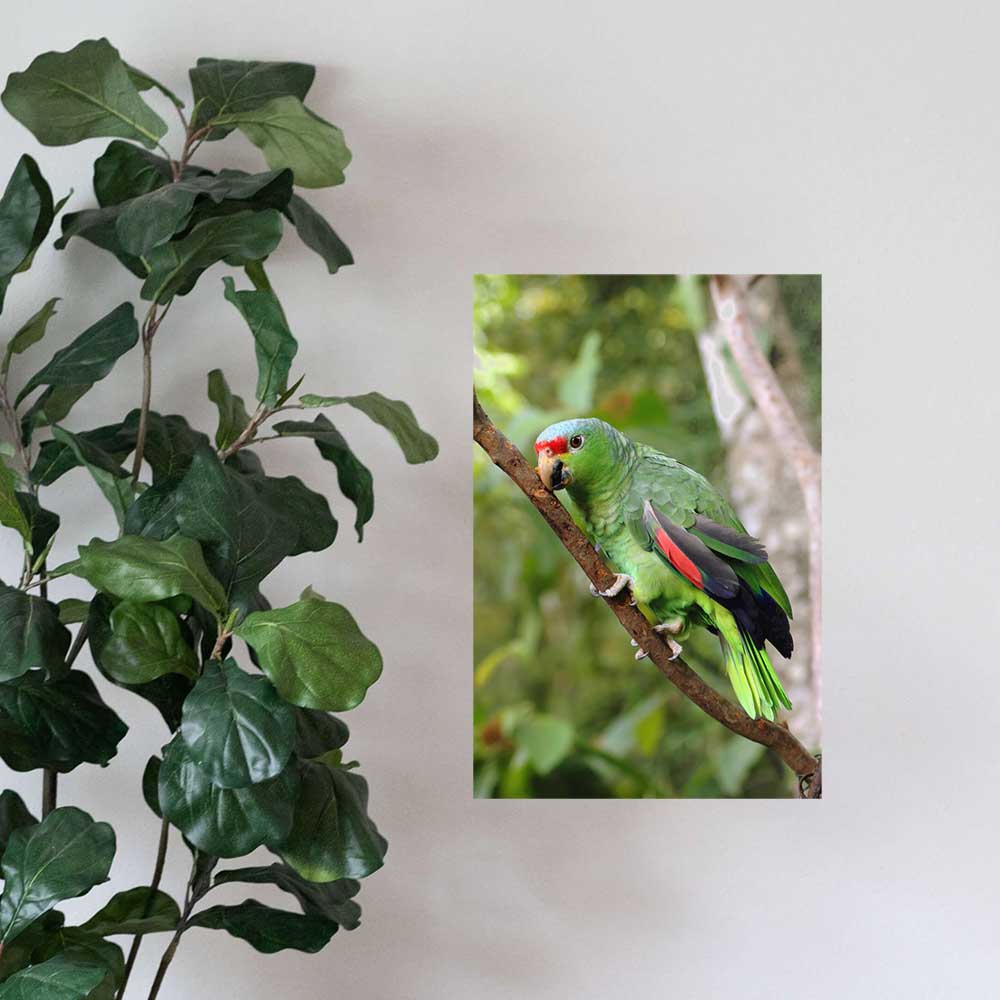 24 inch Parrot on Branch Poster Displayed on Wall