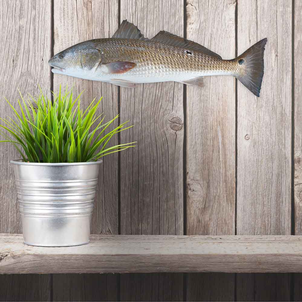 8.5x24 inch Red Drum Fish Decal Installed on Wall